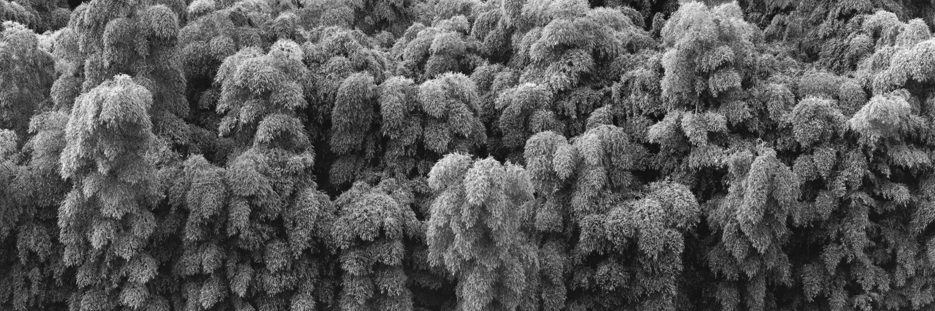 Kkyotonese, bmb 2010009