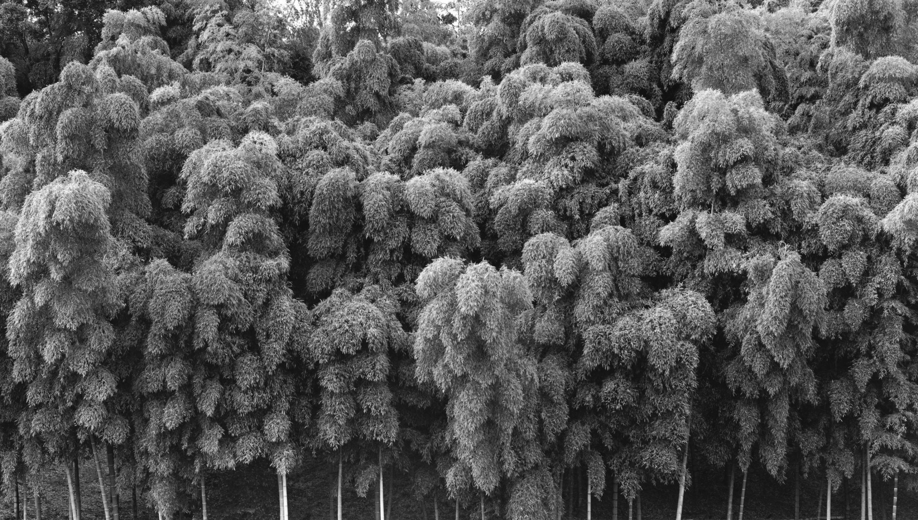 KKDS-002