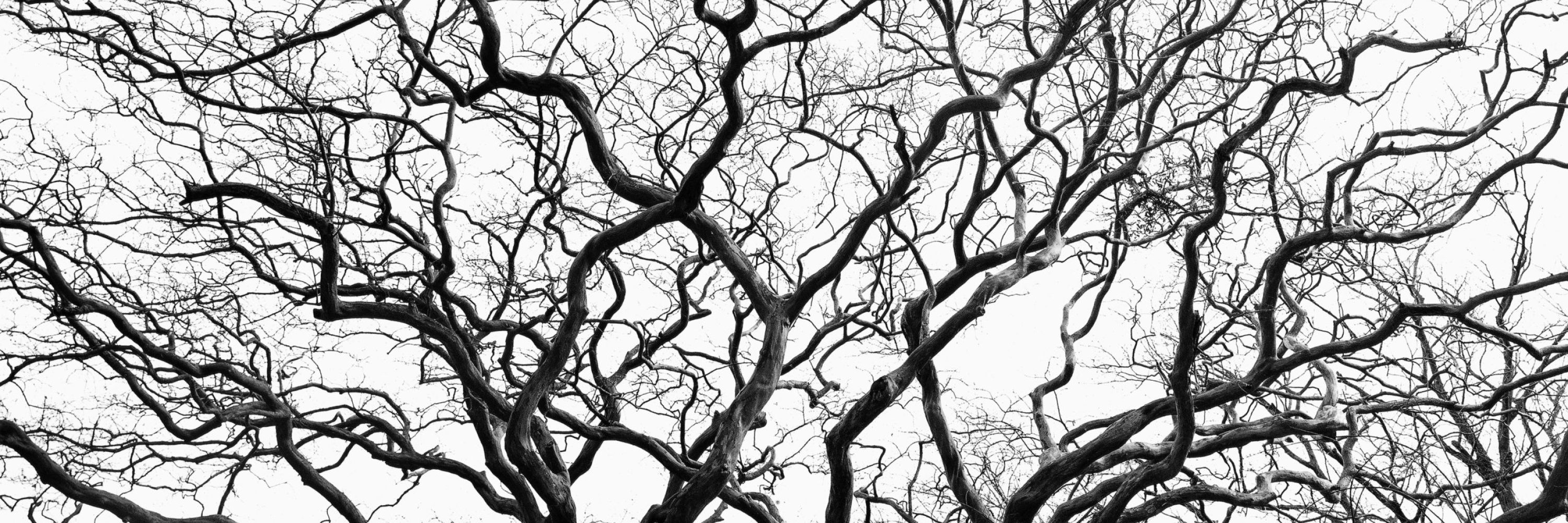 crazy woman, trs 2005177